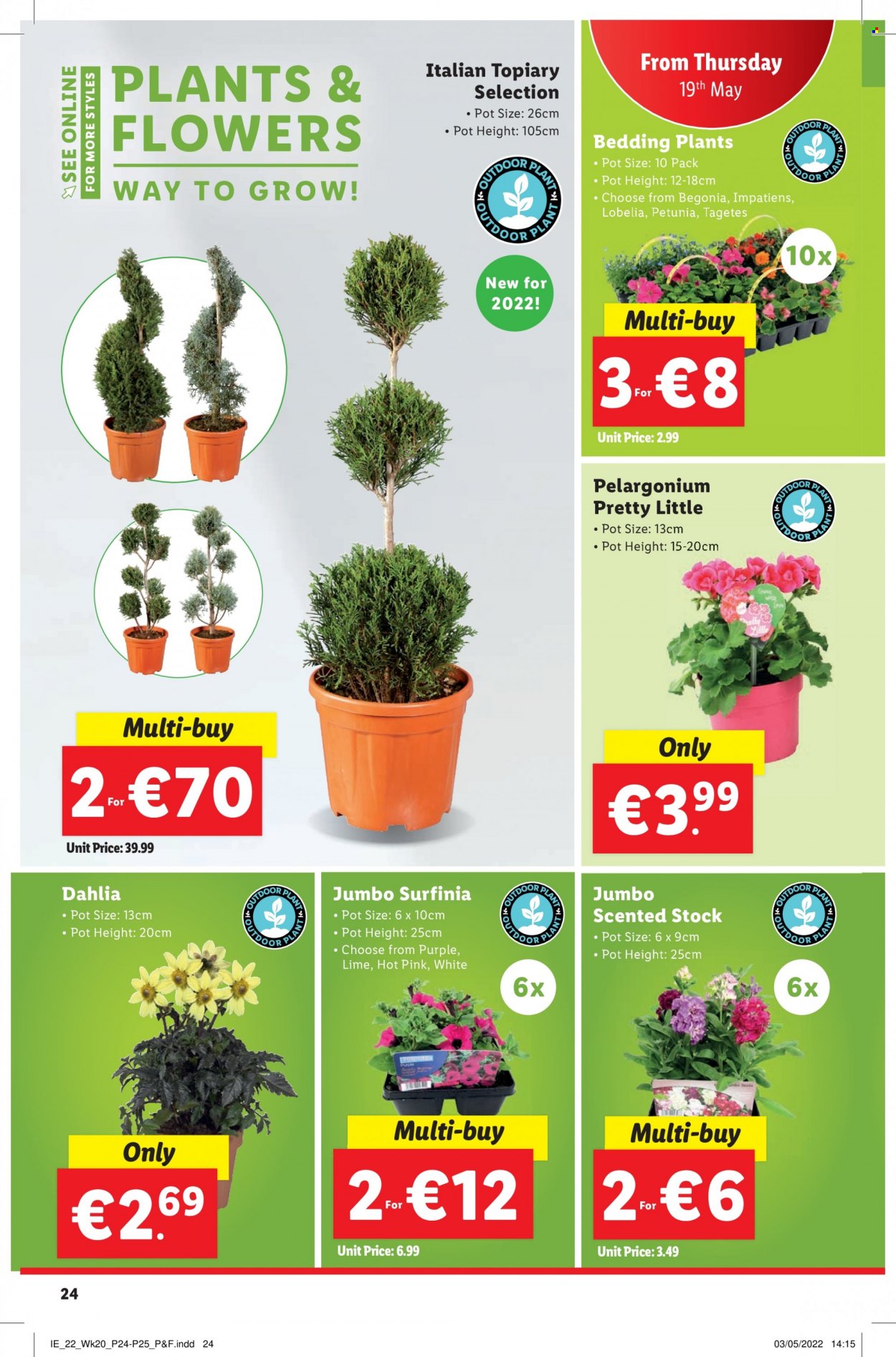 Lidl offer  - 19.5.2022 - 25.5.2022 - Sales products - stockpot, pot, bedding, plant, begonia, flowers. Page 24.