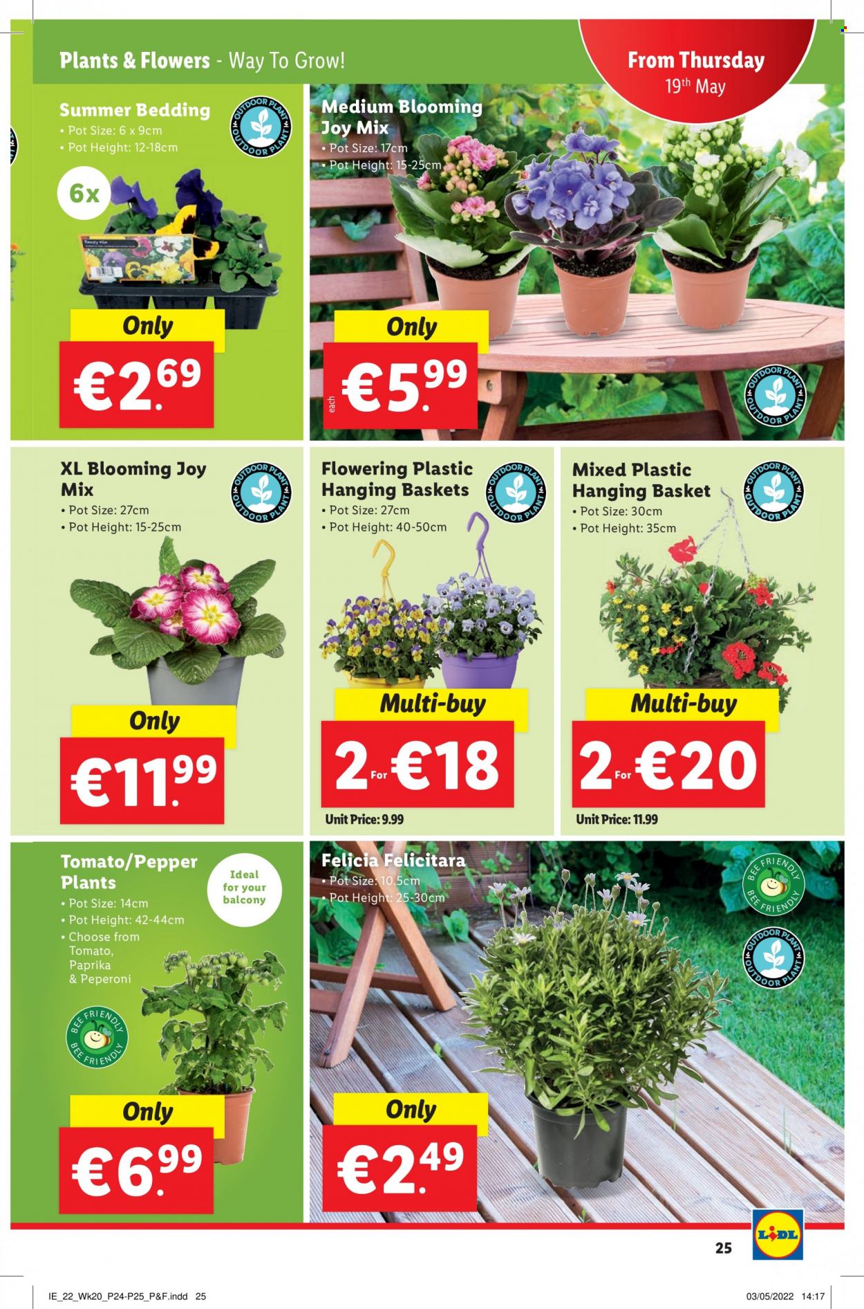 Lidl offer  - 19.5.2022 - 25.5.2022 - Sales products - hanging baskets, pepper, Joy, basket, pot, bedding, plant, flowers. Page 25.