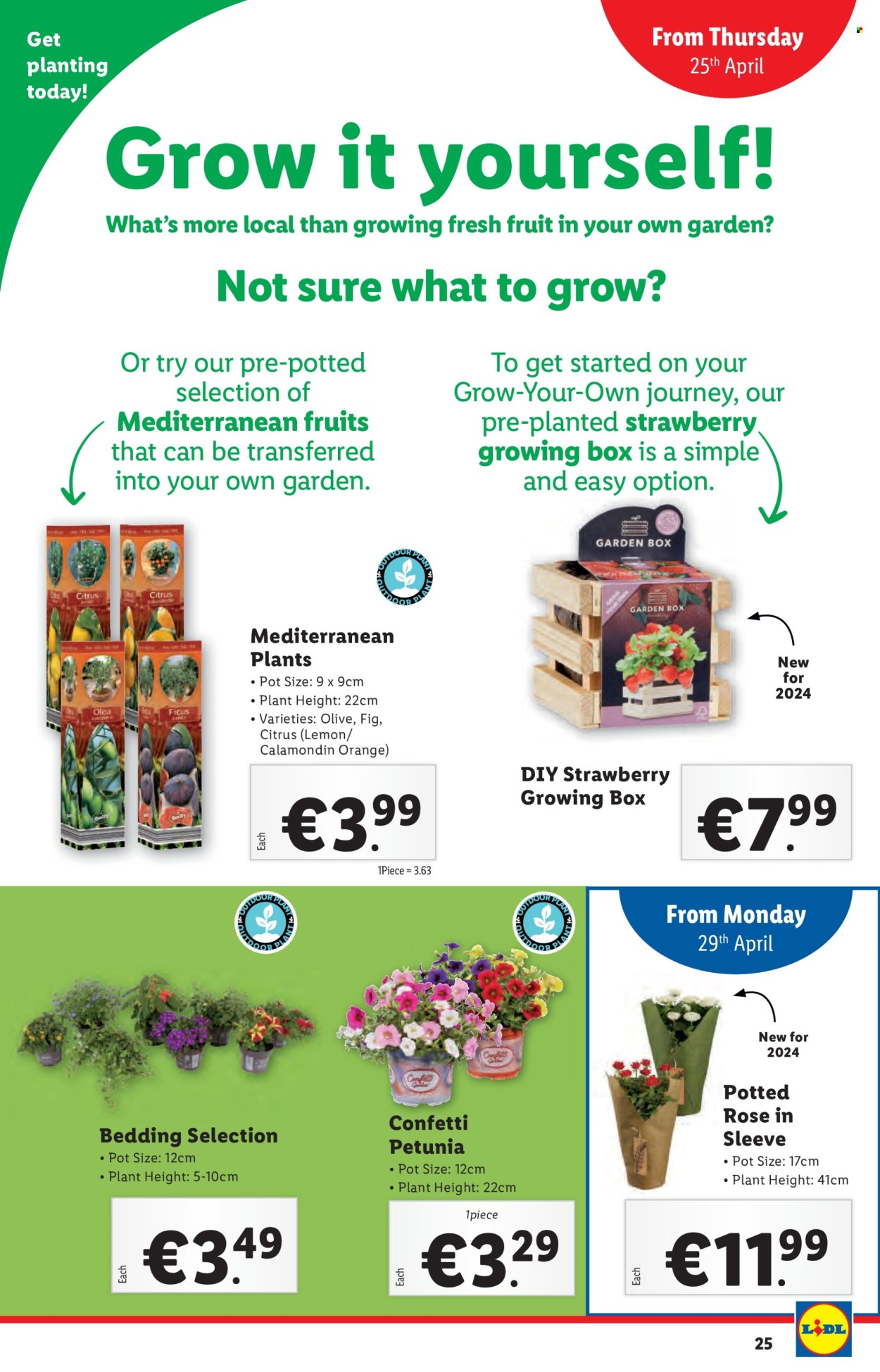 thumbnail - Lidl offer  - 25.04.2024 - 01.05.2024 - Sales products - lemons, olives, Sure, bedding, rose, petunia. Page 25.