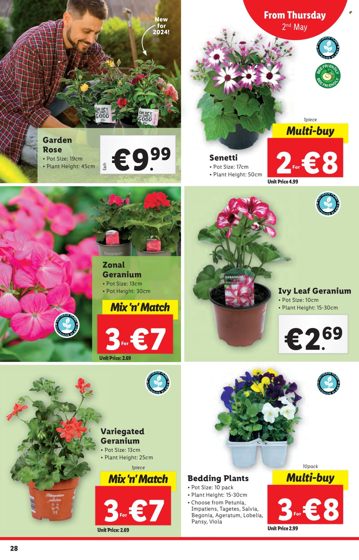 thumbnail - Lidl offer  - 02.05.2024 - 08.05.2024 - Sales products - houseplant, begonia, rose, Geranium, petunia, viola, outdoor plant, outdoor flowers. Page 28.