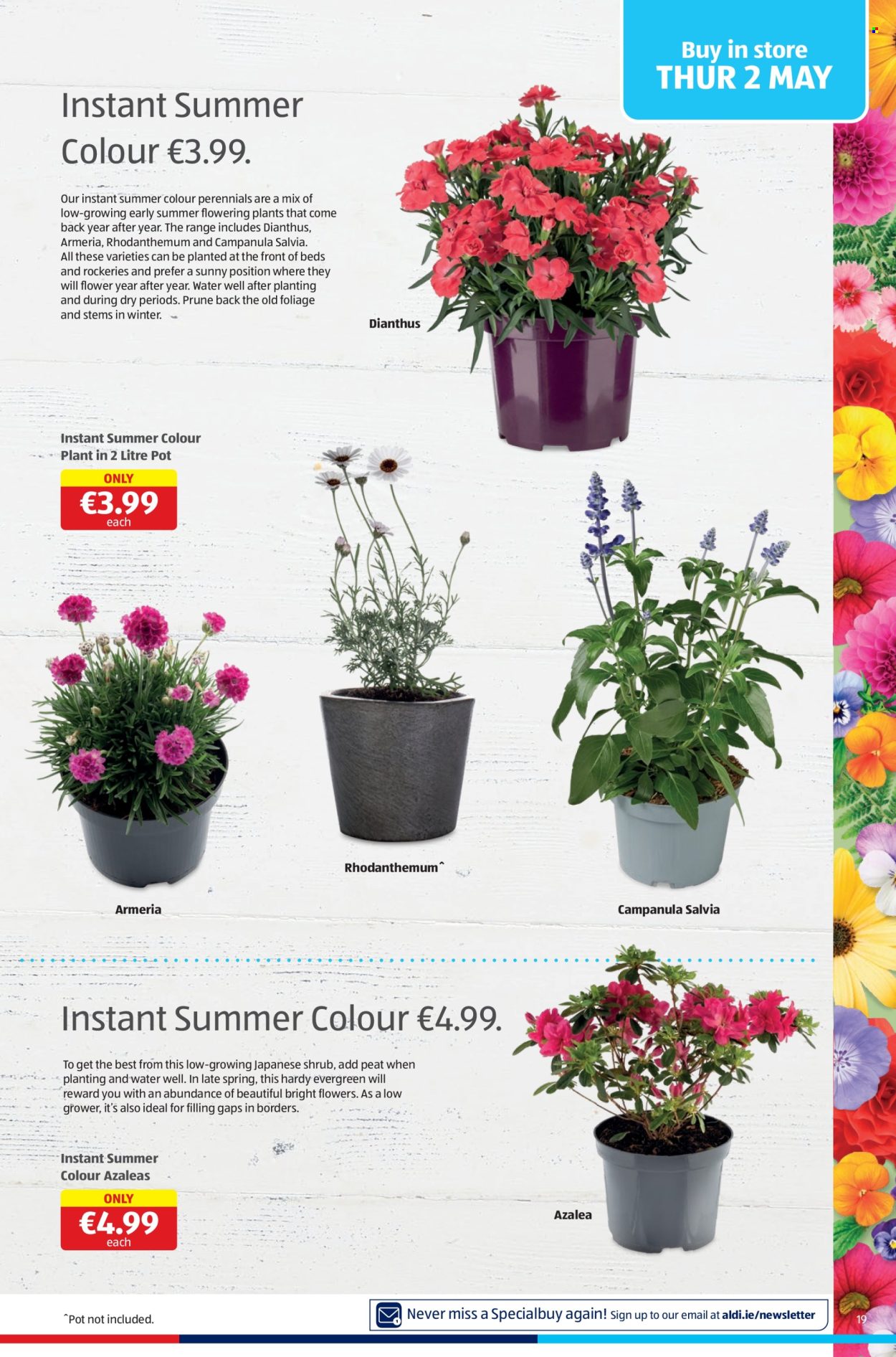 thumbnail - Aldi offer  - 02.05.2024 - 08.05.2024 - Sales products - Campanula, flowers, dianthus, outdoor flowers. Page 19.
