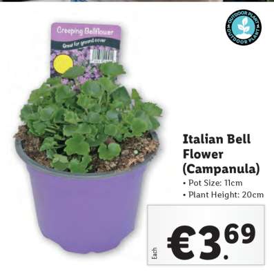 Italian Bell Flower (Campanula)