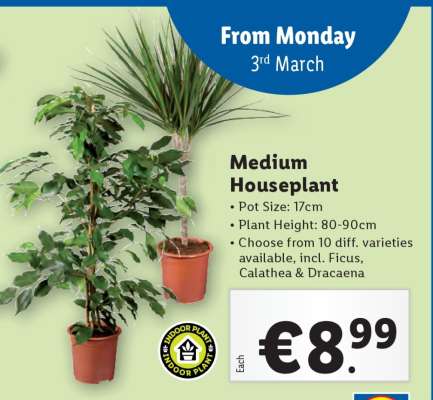 Medium Houseplant