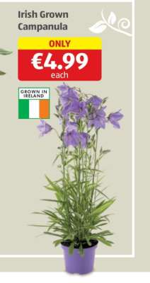 Irish Grown Campanula