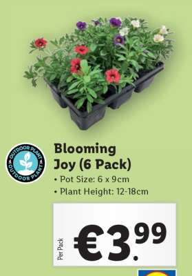 Blooming Joy (6 Pack)