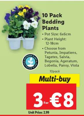 10 Pack Bedding Plants
