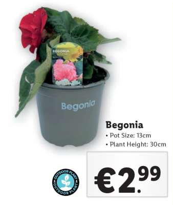 Begonia