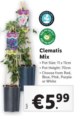 Clematis Mix