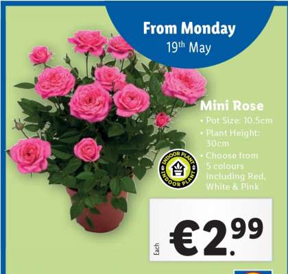 Mini Rose