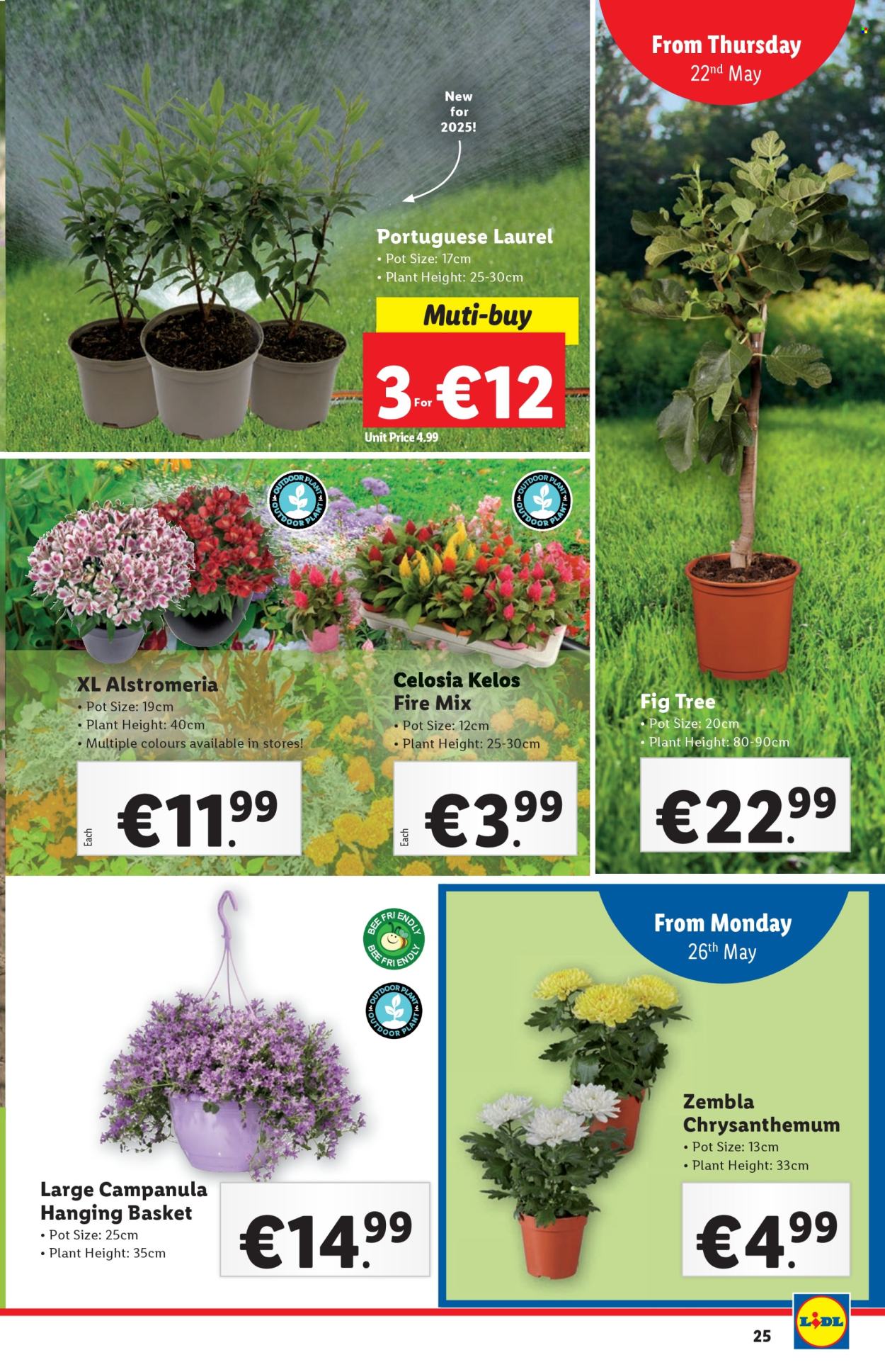 Lidl offer - 22.05.2025 - 28.05.2025. Page 1