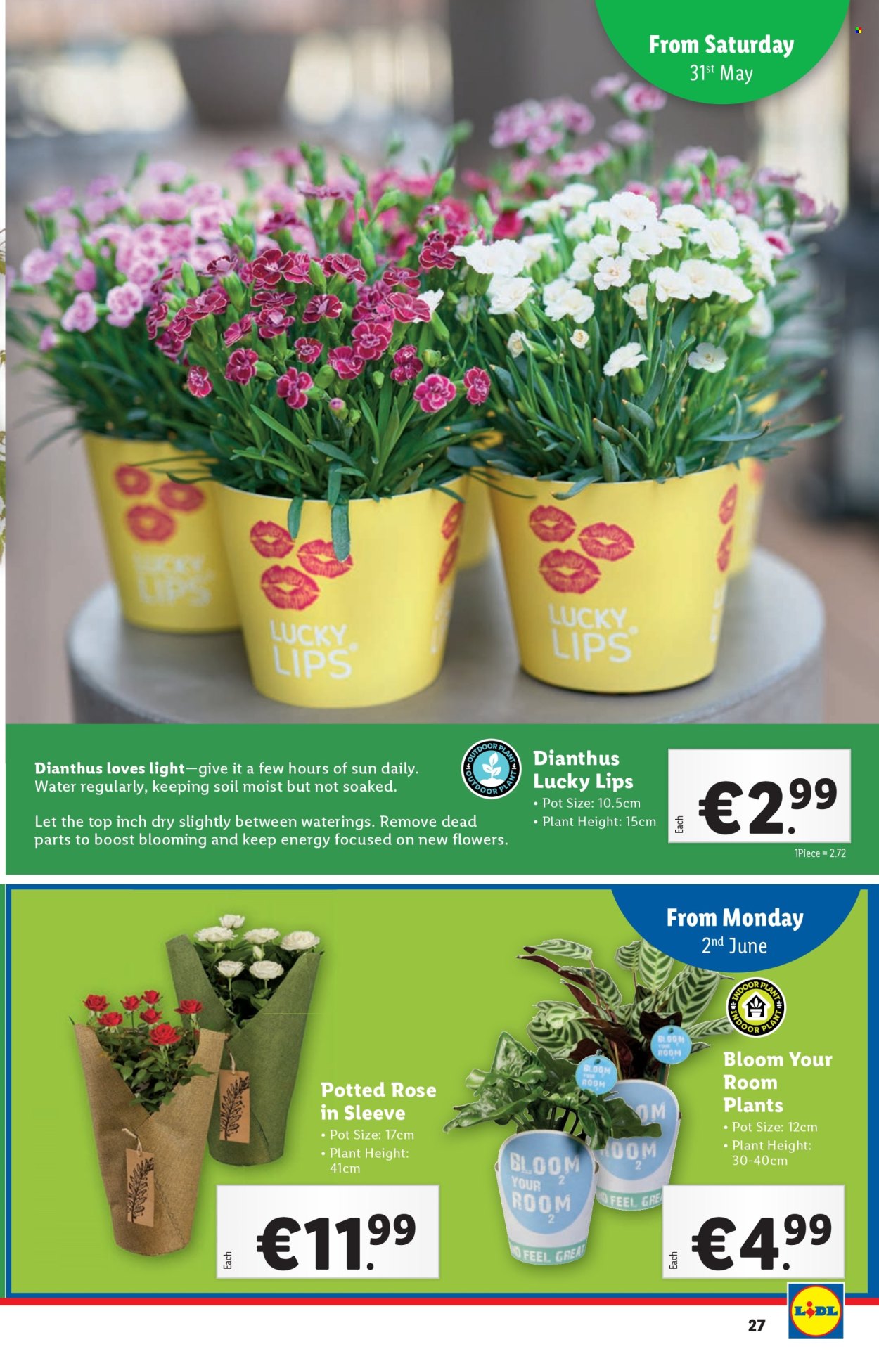 Lidl offer - 29.05.2025 - 04.06.2025. Page 1