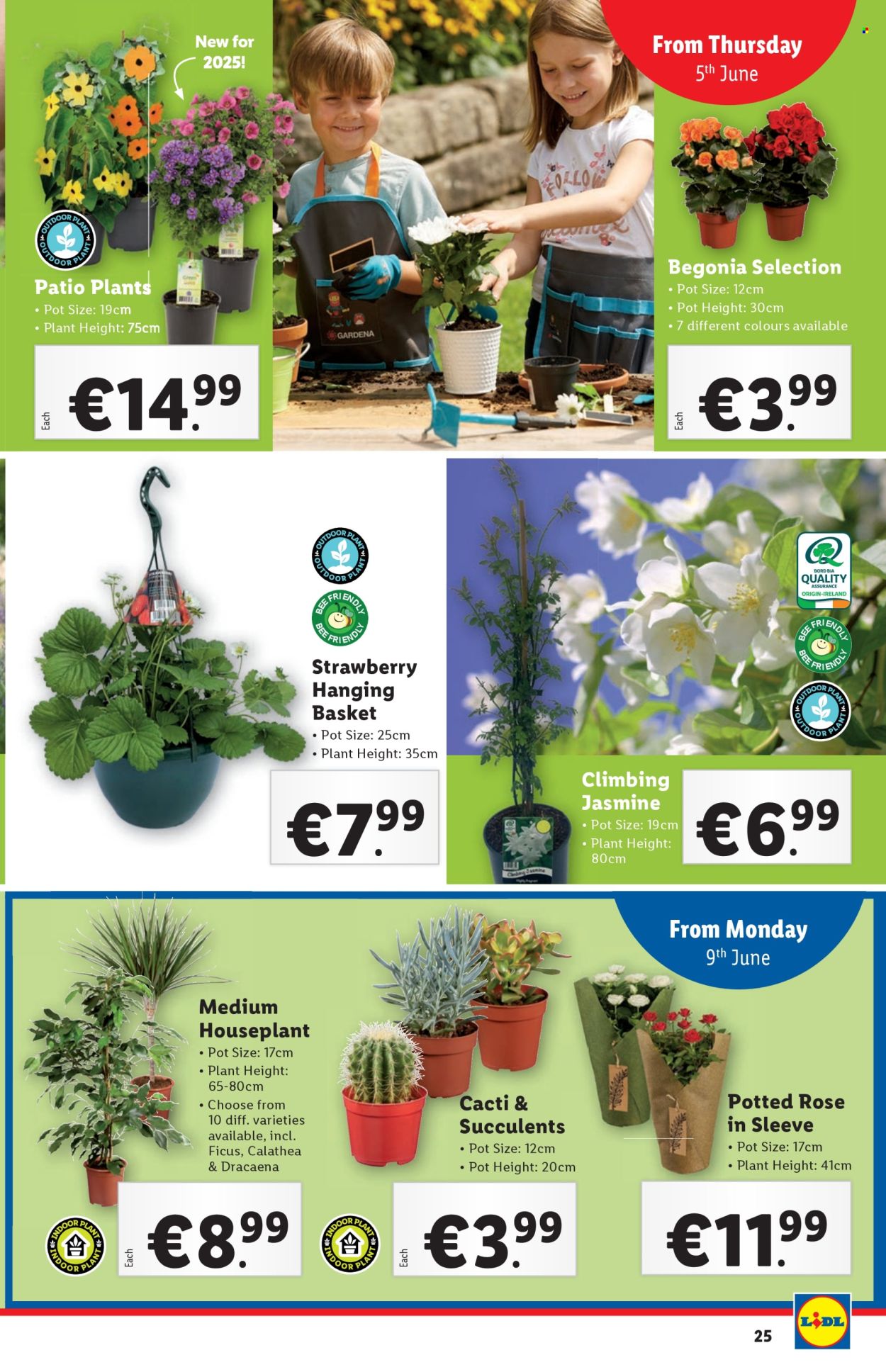 Lidl offer - 05.06.2025 - 11.06.2025. Page 25