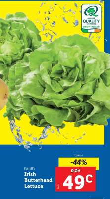 Irish Butterhead Lettuce