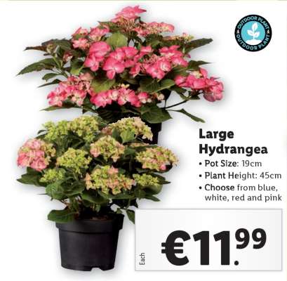 Large Hydrangea