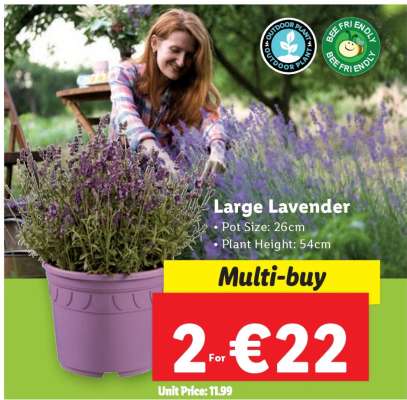 Large Lavender