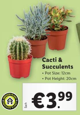Cacti & Succulents