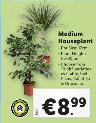 Medium Houseplant