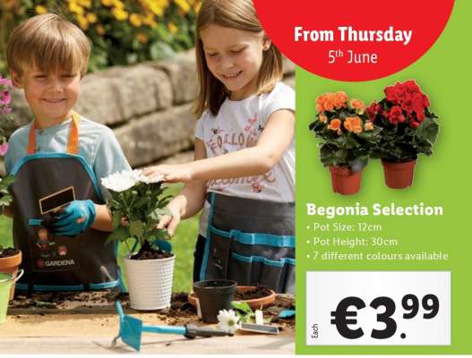 Begonia Selection