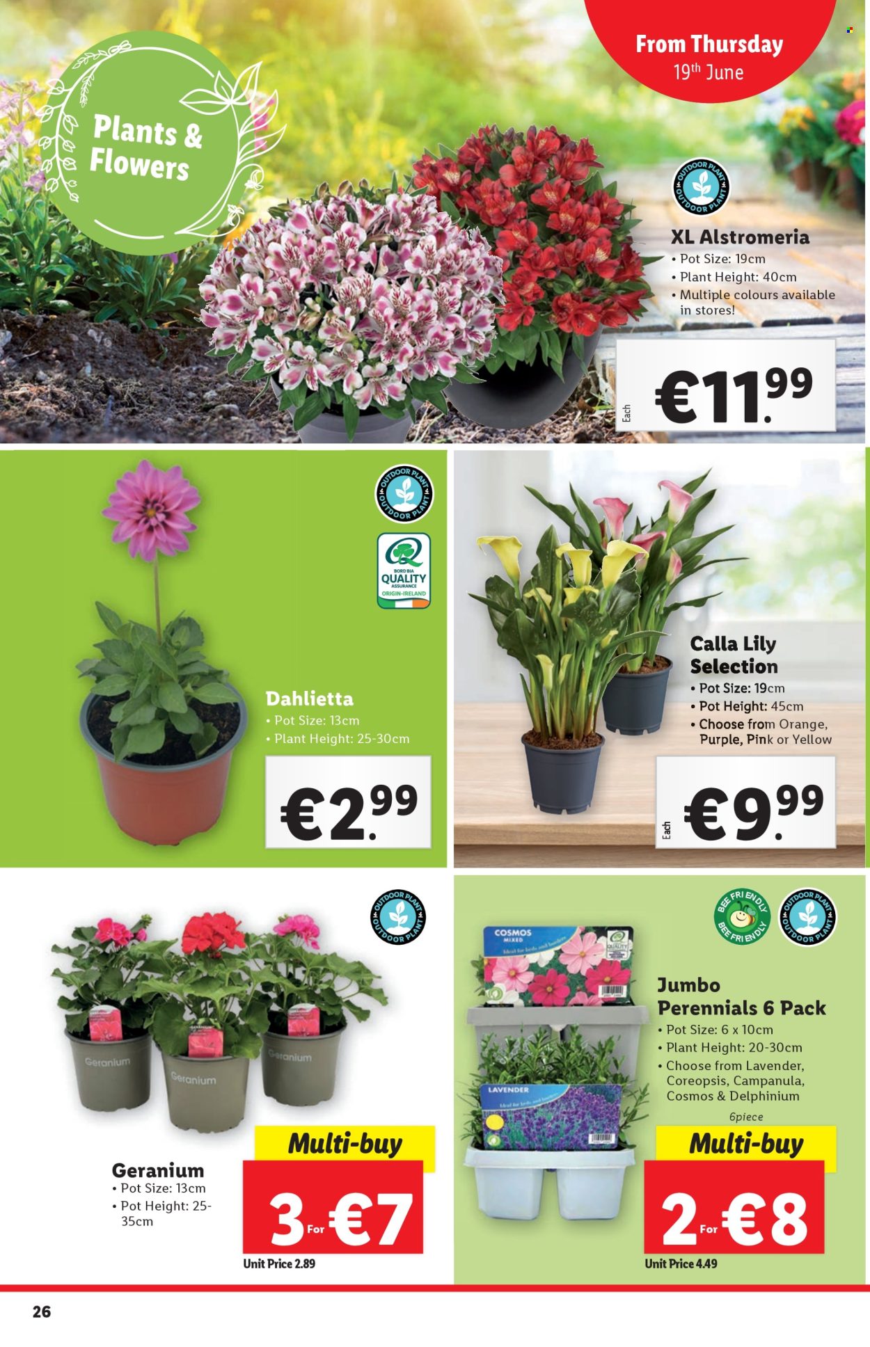 Lidl offer - 19.06.2025 - 25.06.2025. Page 26