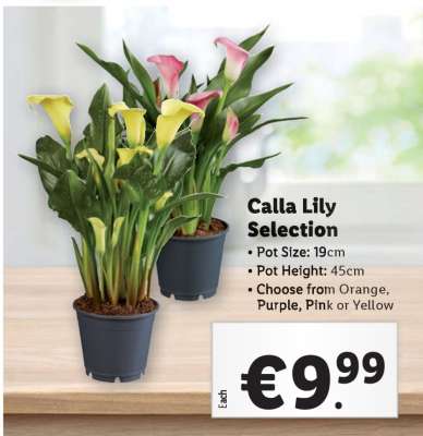Calla Lily Selection