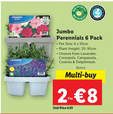 Jumbo Perennials 6 Pack
