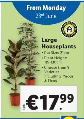 Large Houseplants