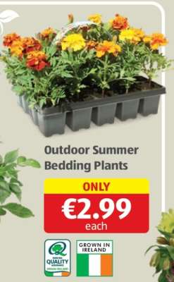 Outdoor Summer Bedding Plants