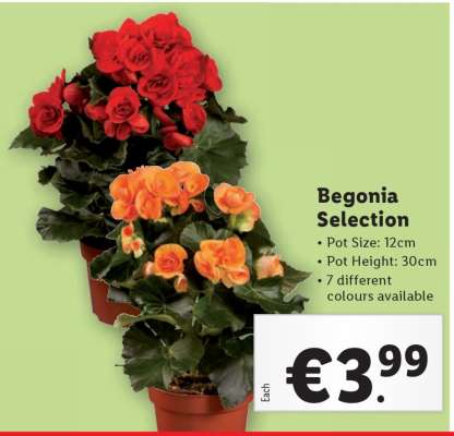 Begonia Selection