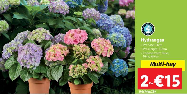 Hydrangea