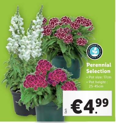 Perennial Selection